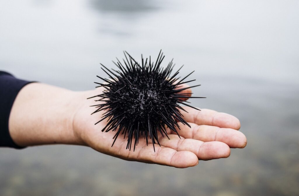 High angle close up of hand holding a fresh uni, sea urchin