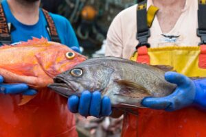 two people holding up rockfish.